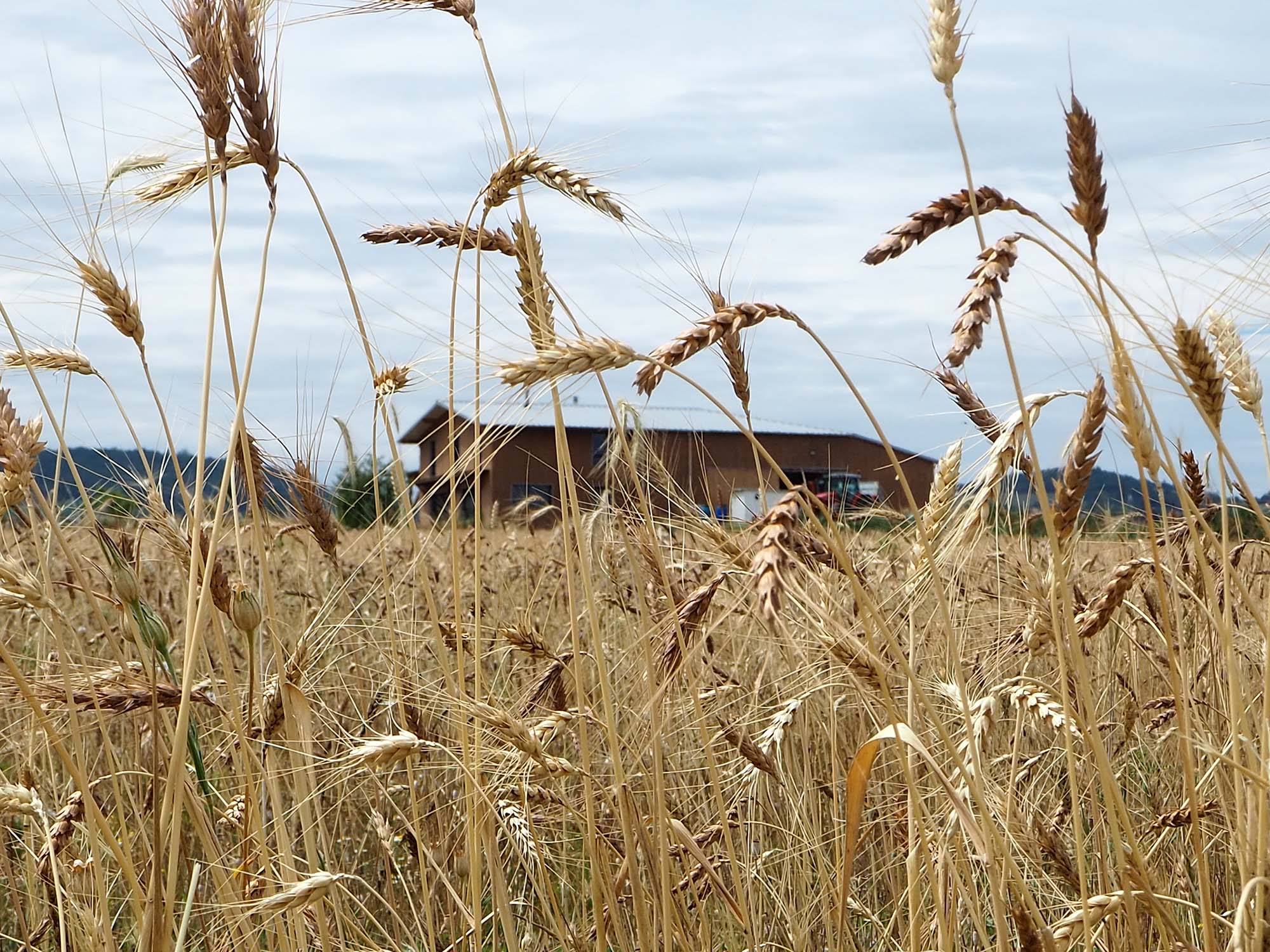 La ferme du Croissant Fertile